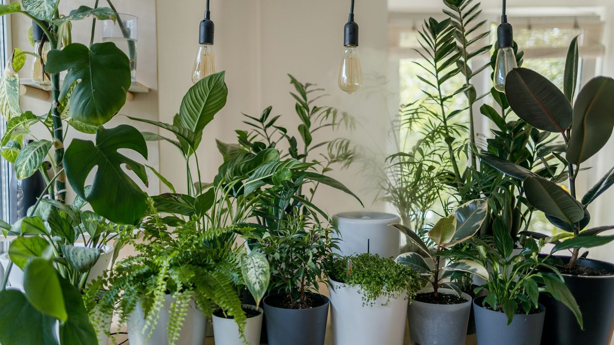 The Ultimate Guide to Caring for Your Indoor Plants